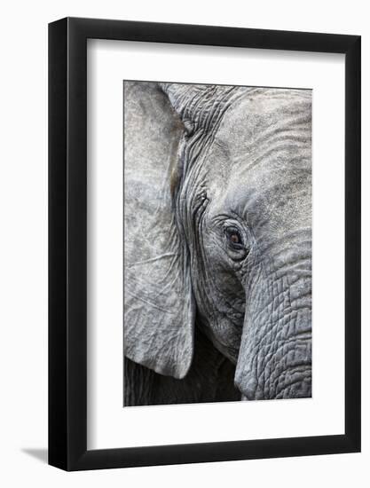 Eye of the African elephant, Serengeti National Park, Tanzania, East Africa, Africa-Ashley Morgan-Framed Photographic Print