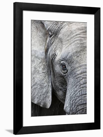 Eye of the African elephant, Serengeti National Park, Tanzania, East Africa, Africa-Ashley Morgan-Framed Photographic Print