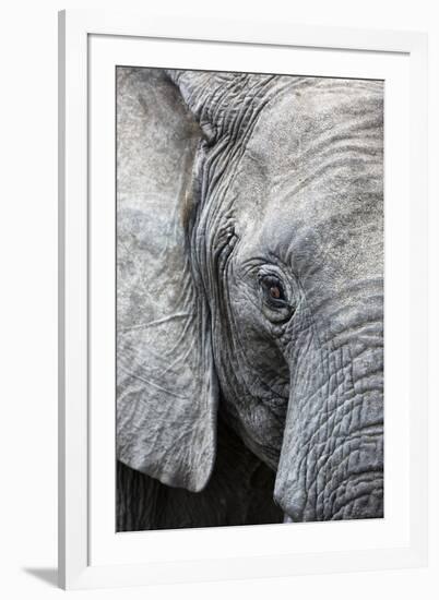 Eye of the African elephant, Serengeti National Park, Tanzania, East Africa, Africa-Ashley Morgan-Framed Photographic Print