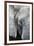 Eye of the African elephant, Serengeti National Park, Tanzania, East Africa, Africa-Ashley Morgan-Framed Photographic Print