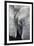 Eye of the African elephant, Serengeti National Park, Tanzania, East Africa, Africa-Ashley Morgan-Framed Photographic Print