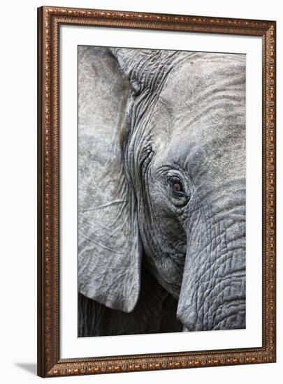 Eye of the African elephant, Serengeti National Park, Tanzania, East Africa, Africa-Ashley Morgan-Framed Photographic Print