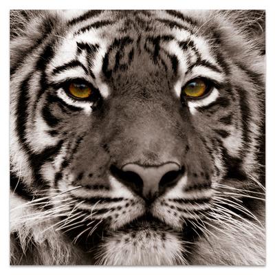 Eye Of The Tiger Free Floating Tempered Glass Panel Graphic Wall