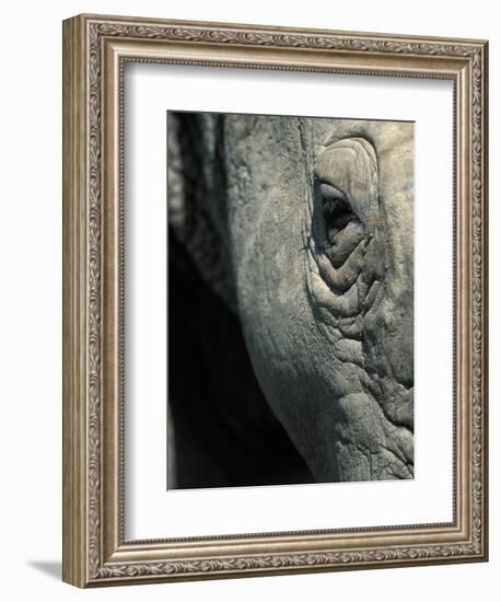 Eye of White Rhinoceros, Lake Nakuru National Park, Kenya-Paul Souders-Framed Photographic Print