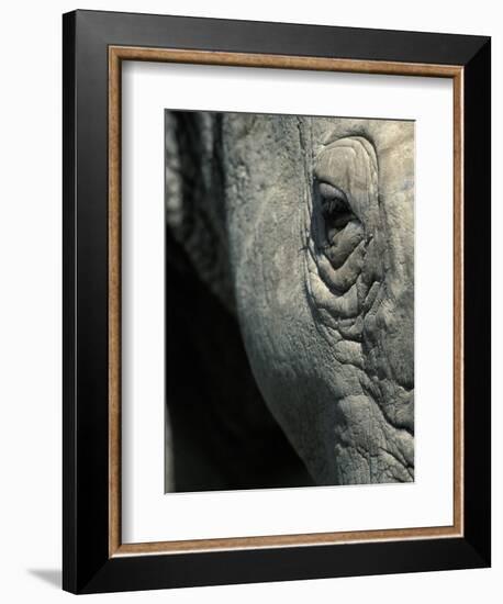 Eye of White Rhinoceros, Lake Nakuru National Park, Kenya-Paul Souders-Framed Photographic Print