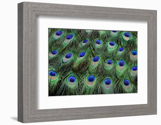 Eye-Spots on Male Peacock Tail Feathers Fanned Out in Colorful Designed Pattern-Darrell Gulin-Framed Photographic Print