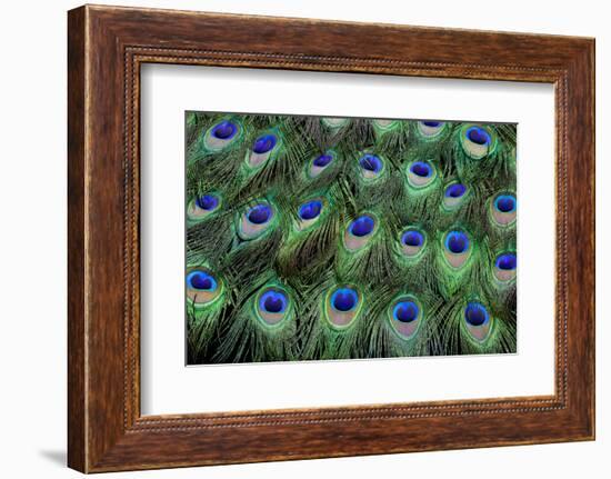 Eye-Spots on Male Peacock Tail Feathers Fanned Out in Colorful Designed Pattern-Darrell Gulin-Framed Photographic Print