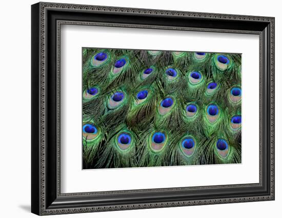 Eye-Spots on Male Peacock Tail Feathers Fanned Out in Colorful Designed Pattern-Darrell Gulin-Framed Photographic Print