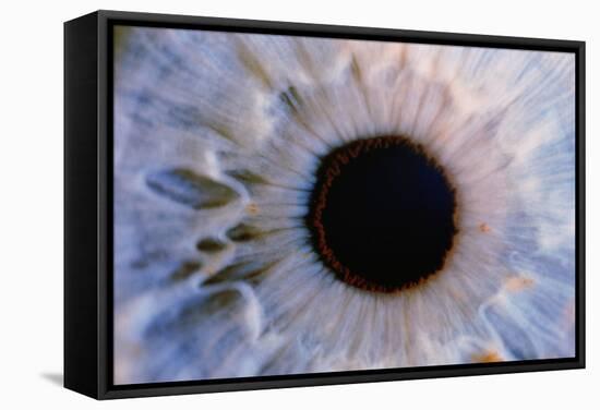 Eye-Martin Dohrn-Framed Premier Image Canvas