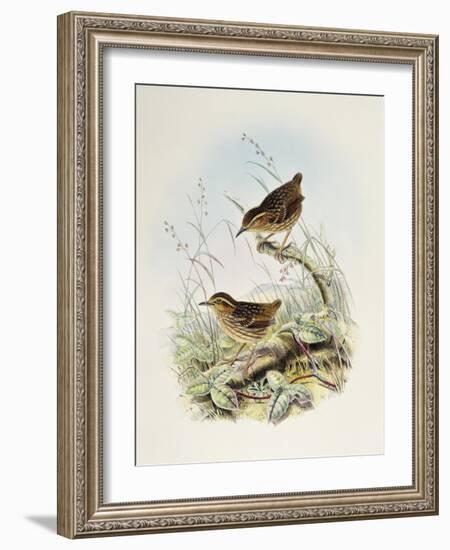 Eyebrowed Wren-Babbler (Napothera Epilepidota)-John Gould-Framed Giclee Print