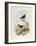 Eyebrowed Wren-Babbler (Napothera Epilepidota)-John Gould-Framed Giclee Print