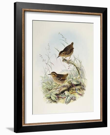 Eyebrowed Wren-Babbler (Napothera Epilepidota)-John Gould-Framed Giclee Print