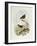 Eyebrowed Wren-Babbler (Napothera Epilepidota)-John Gould-Framed Giclee Print