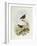 Eyebrowed Wren-Babbler (Napothera Epilepidota)-John Gould-Framed Giclee Print