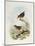 Eyebrowed Wren-Babbler (Napothera Epilepidota)-John Gould-Mounted Giclee Print
