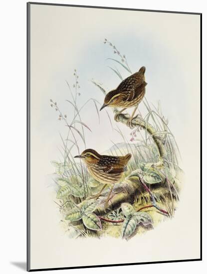 Eyebrowed Wren-Babbler (Napothera Epilepidota)-John Gould-Mounted Giclee Print