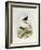 Eyebrowed Wren-Babbler (Napothera Epilepidota)-John Gould-Framed Giclee Print