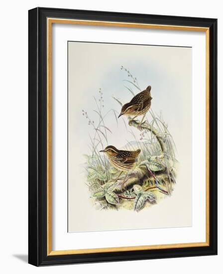 Eyebrowed Wren-Babbler (Napothera Epilepidota)-John Gould-Framed Giclee Print