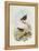 Eyebrowed Wren-Babbler (Napothera Epilepidota)-John Gould-Framed Premier Image Canvas