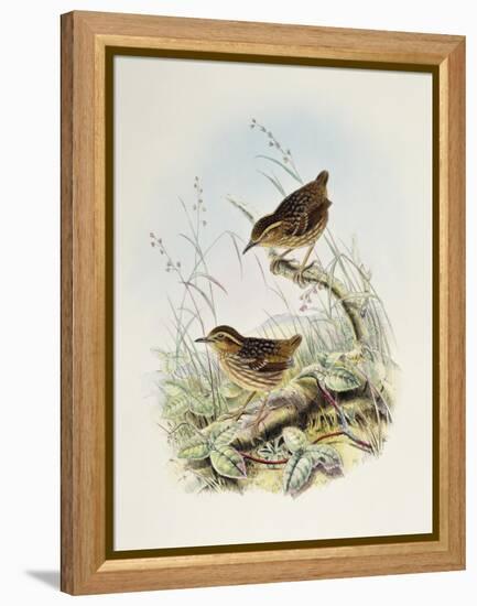 Eyebrowed Wren-Babbler (Napothera Epilepidota)-John Gould-Framed Premier Image Canvas