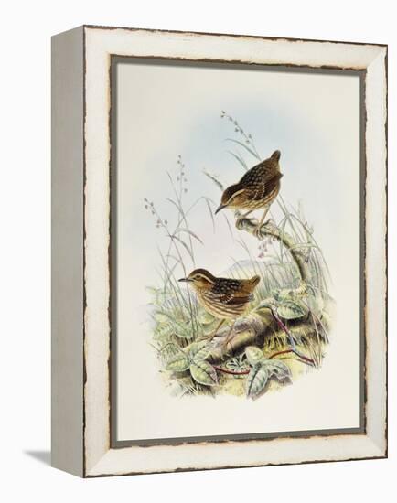 Eyebrowed Wren-Babbler (Napothera Epilepidota)-John Gould-Framed Premier Image Canvas