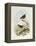 Eyebrowed Wren-Babbler (Napothera Epilepidota)-John Gould-Framed Premier Image Canvas