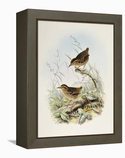 Eyebrowed Wren-Babbler (Napothera Epilepidota)-John Gould-Framed Premier Image Canvas