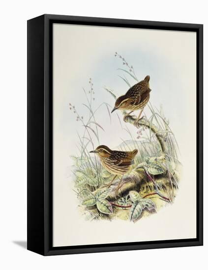 Eyebrowed Wren-Babbler (Napothera Epilepidota)-John Gould-Framed Premier Image Canvas