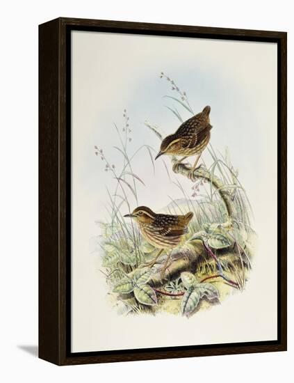 Eyebrowed Wren-Babbler (Napothera Epilepidota)-John Gould-Framed Premier Image Canvas