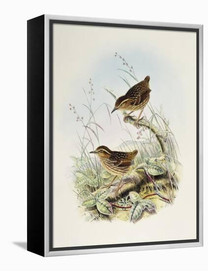 Eyebrowed Wren-Babbler (Napothera Epilepidota)-John Gould-Framed Premier Image Canvas