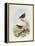 Eyebrowed Wren-Babbler (Napothera Epilepidota)-John Gould-Framed Premier Image Canvas