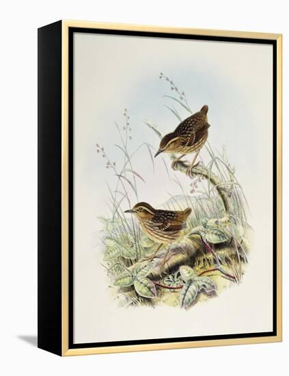 Eyebrowed Wren-Babbler (Napothera Epilepidota)-John Gould-Framed Premier Image Canvas