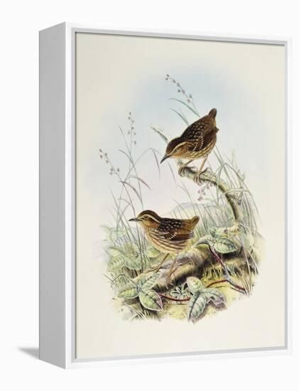 Eyebrowed Wren-Babbler (Napothera Epilepidota)-John Gould-Framed Premier Image Canvas