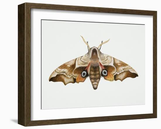 Eyed Hawk-Moth (Smerinthus Ocellata), Sphingidae. Artwork by Steve Roberts-null-Framed Giclee Print