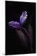 Premium Photographic Print