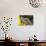 Eyelash Gecko (Captive), San Luis Obispo, California-Rob Sheppard-Photographic Print displayed on a wall
