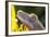 Eyelash Gecko (Captive), San Luis Obispo, California-Rob Sheppard-Framed Photographic Print