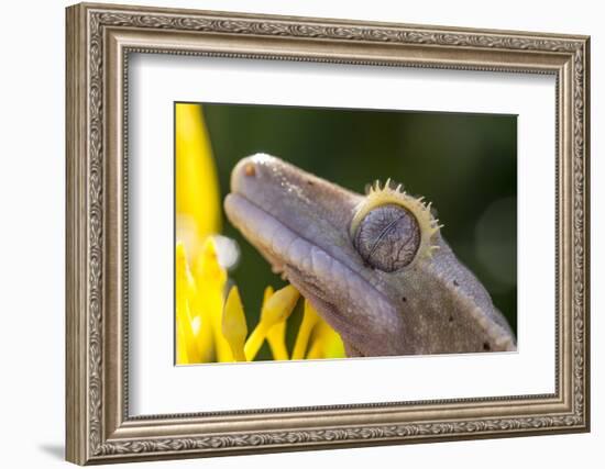 Eyelash Gecko (Captive), San Luis Obispo, California-Rob Sheppard-Framed Photographic Print