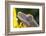 Eyelash Gecko (Captive), San Luis Obispo, California-Rob Sheppard-Framed Photographic Print