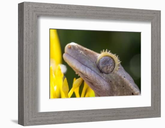 Eyelash Gecko (Captive), San Luis Obispo, California-Rob Sheppard-Framed Photographic Print