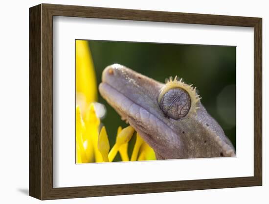 Eyelash Gecko (Captive), San Luis Obispo, California-Rob Sheppard-Framed Photographic Print