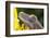 Eyelash Gecko (Captive), San Luis Obispo, California-Rob Sheppard-Framed Photographic Print