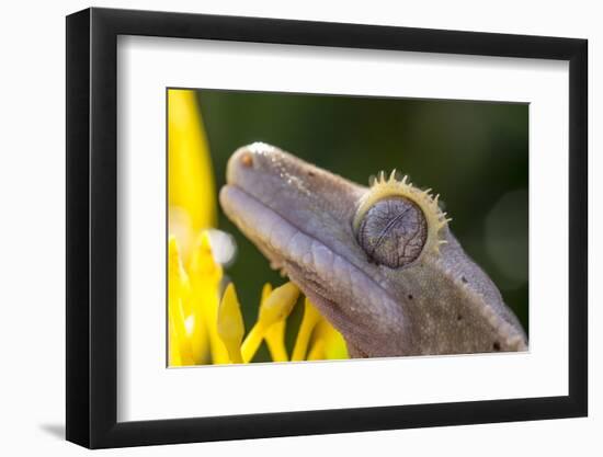 Eyelash Gecko (Captive), San Luis Obispo, California-Rob Sheppard-Framed Photographic Print