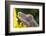 Eyelash Gecko (Captive), San Luis Obispo, California-Rob Sheppard-Framed Photographic Print