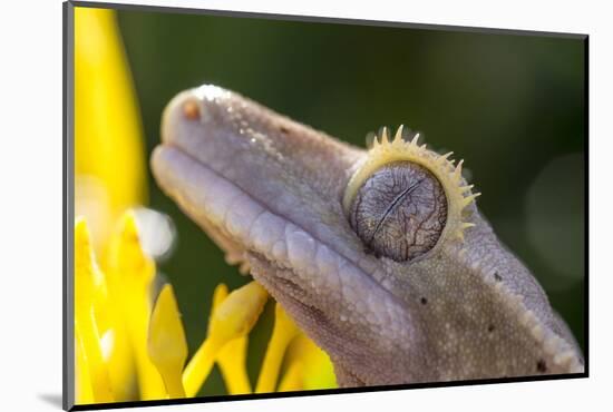 Eyelash Gecko (Captive), San Luis Obispo, California-Rob Sheppard-Mounted Photographic Print