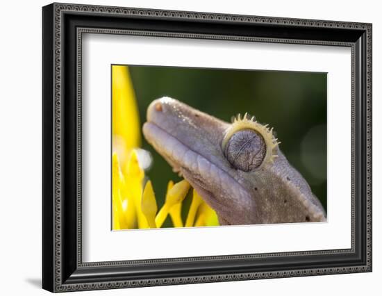 Eyelash Gecko (Captive), San Luis Obispo, California-Rob Sheppard-Framed Photographic Print