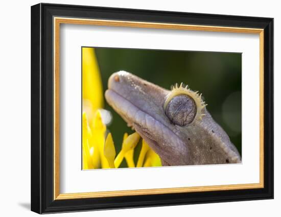 Eyelash Gecko (Captive), San Luis Obispo, California-Rob Sheppard-Framed Photographic Print