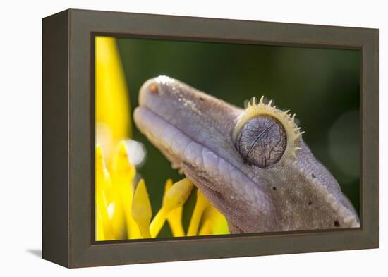 Eyelash Gecko (Captive), San Luis Obispo, California-Rob Sheppard-Framed Premier Image Canvas