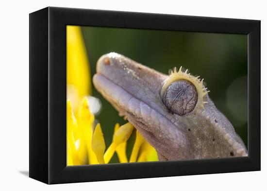 Eyelash Gecko (Captive), San Luis Obispo, California-Rob Sheppard-Framed Premier Image Canvas