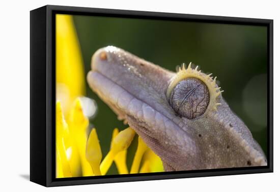 Eyelash Gecko (Captive), San Luis Obispo, California-Rob Sheppard-Framed Premier Image Canvas